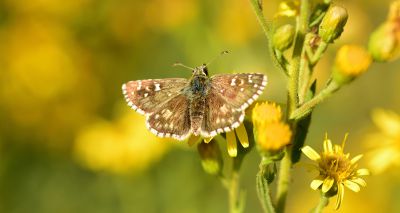 Government announces nature recovery projects